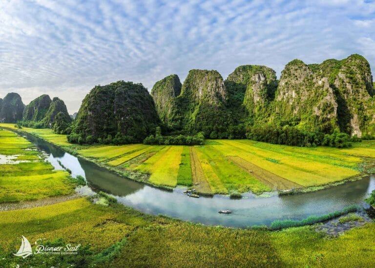 Rice crop in Tam Coc north of Vietnam