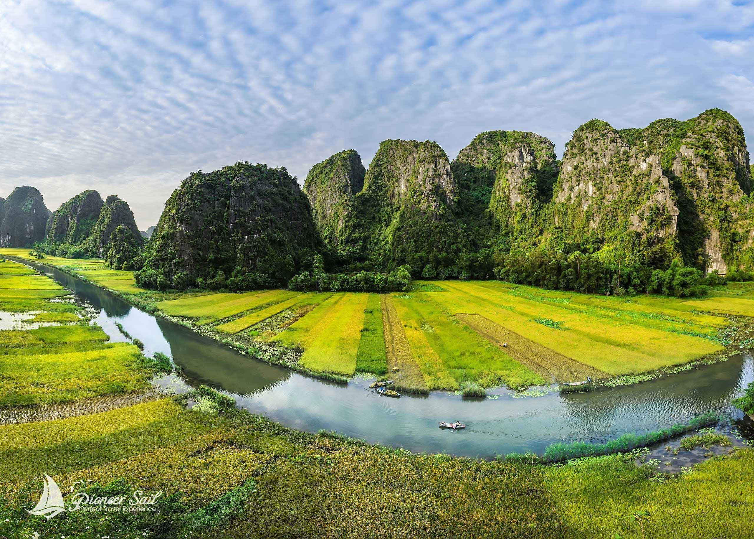 Rice Crop In Tam Coc North Of Vietnam