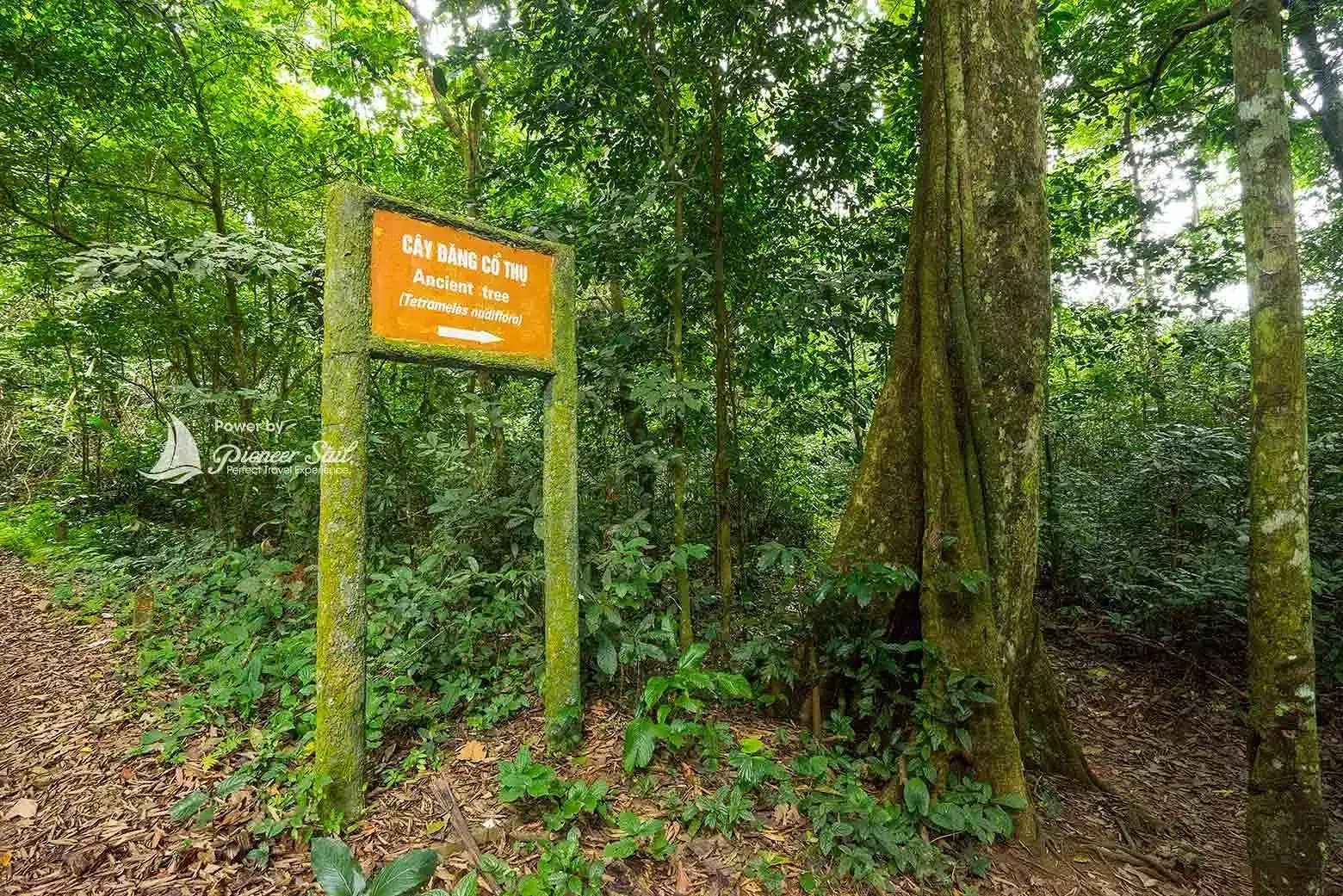 Cay Bang Co Thu Nice Cuc Phuong National Park Ninh Binh Province Northern Vietnam 1