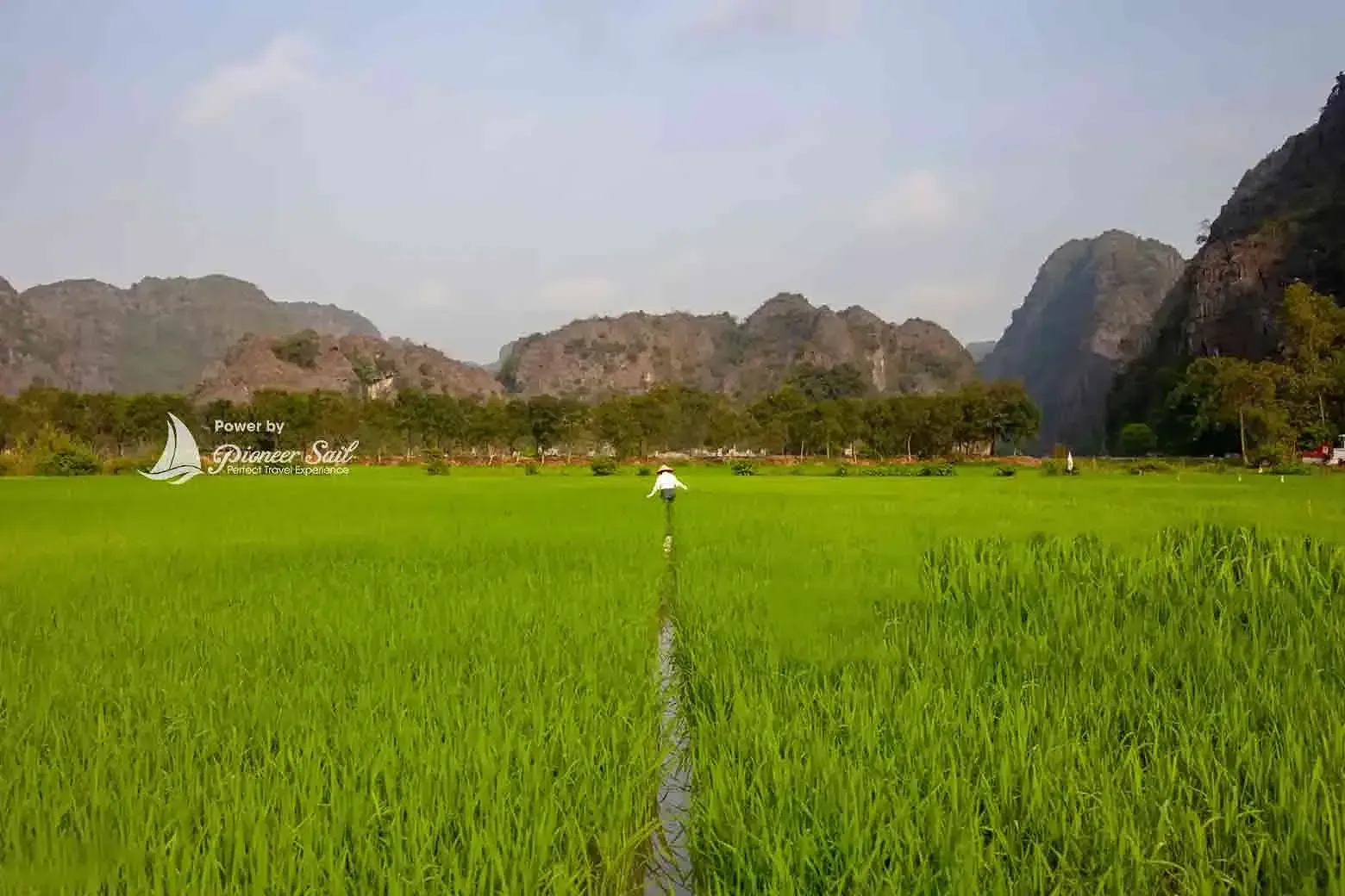 Farmer Working At The Paddy Field In Tam Coc Ninh Binh Vietnam