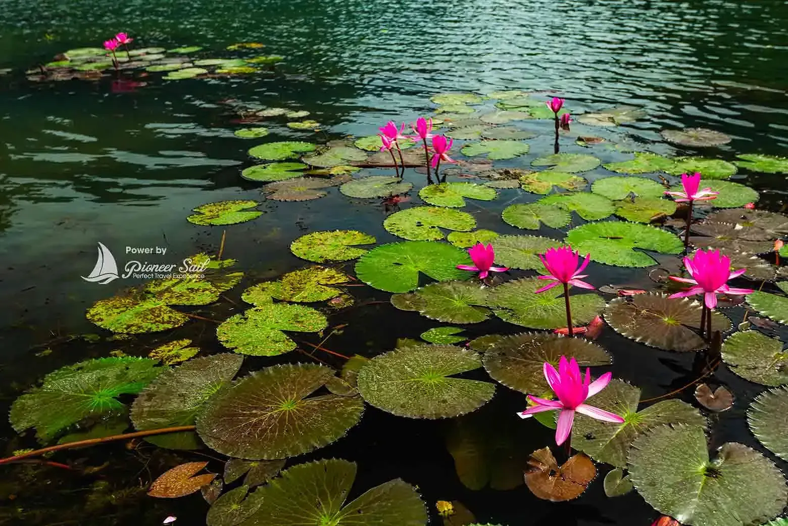 Lotus Pond At Trang An