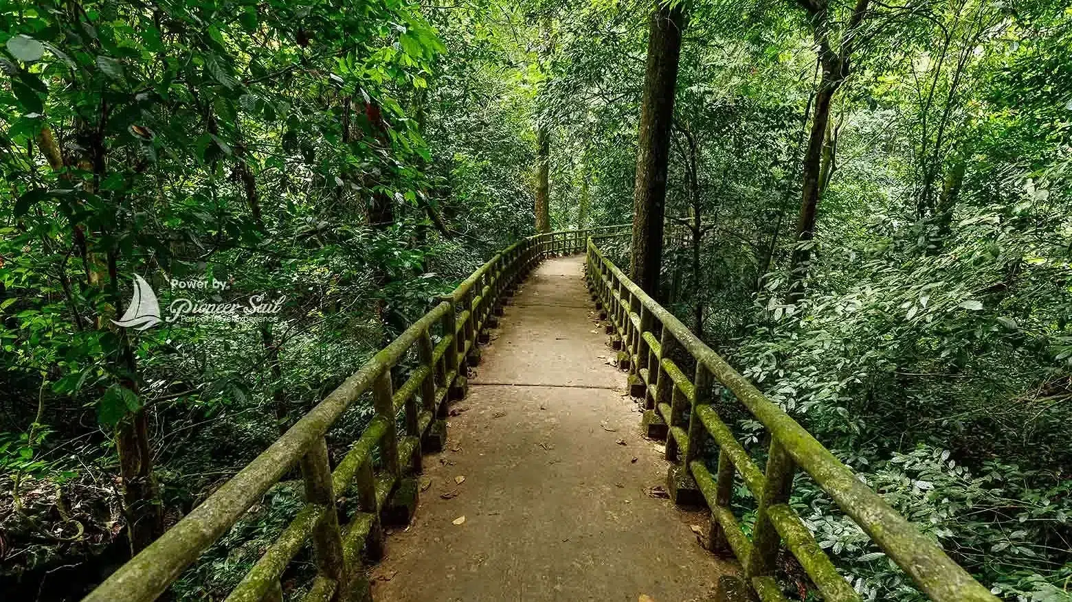 The Jungle Of Cuc Phuong At Ninh Binh In Vietnam