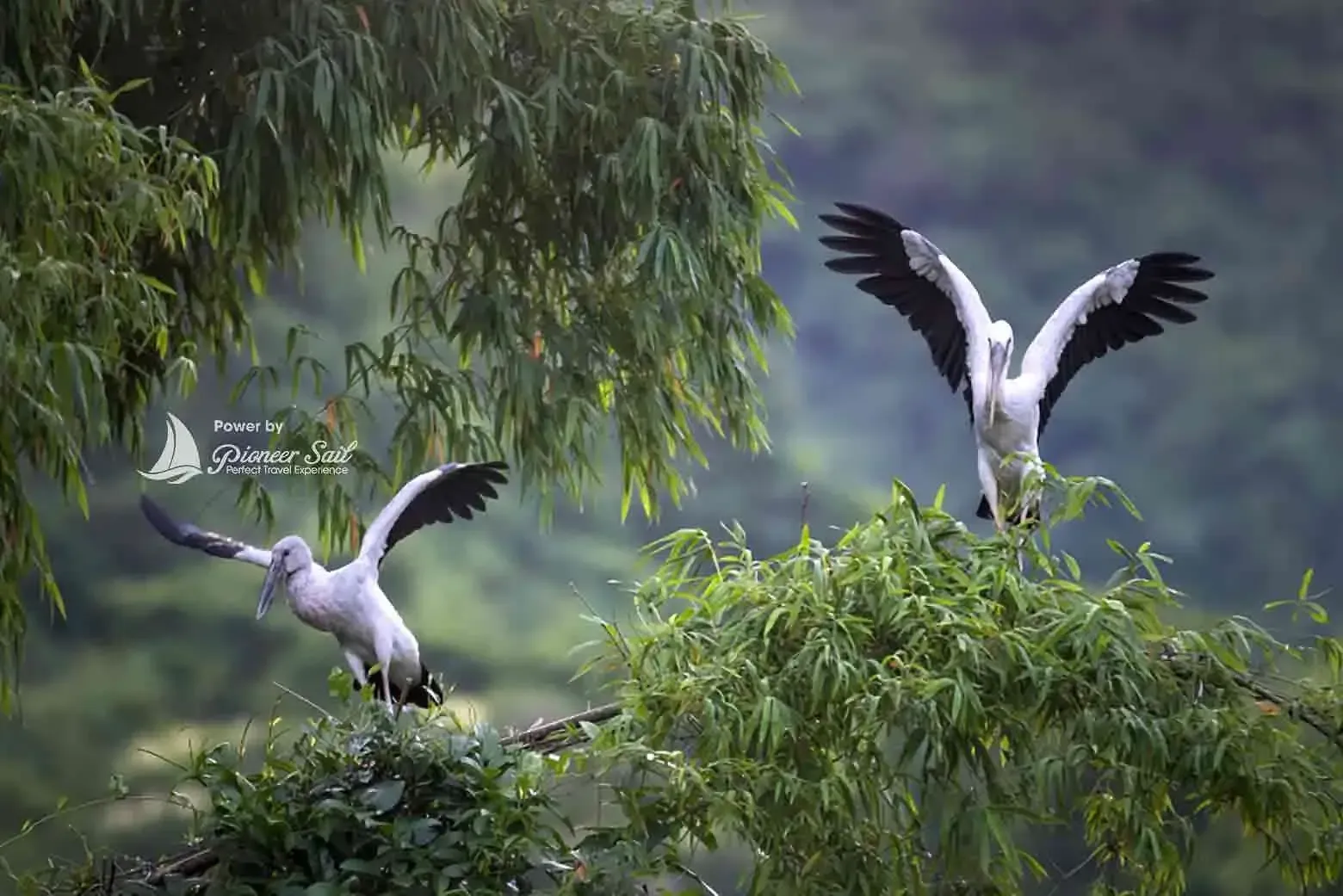 Thung Nham Bird Park Ninh Binh Vietnam It Is Also Called Thung Chim This Is The Home Of Many Kinds Of Bird